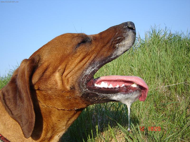 Foto: rhodesky ridgeback-zase mi utekl