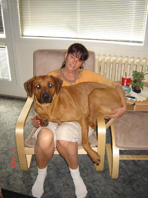 Foto: rhodesian ridgeback-je�t� se vejdu