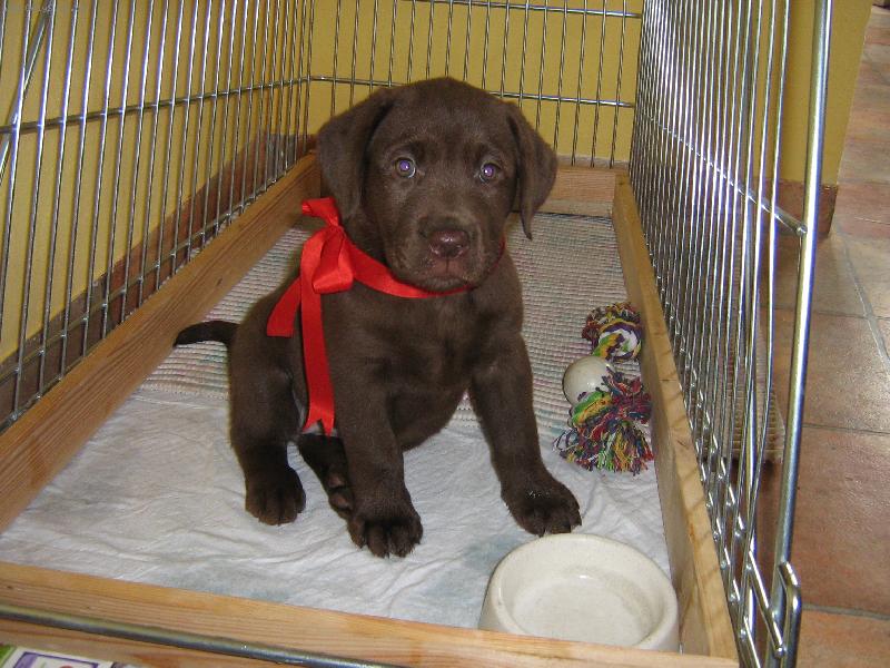 Foto: N� d�re�ek Abbynka-Kuk j� jsem �t�n� Labradorsk�ho retrievera a jsou mi 3 m�s�ce.Na t�to fotografii jsem prvn� den v m�m nov�m dome�ku.Takhle s ma�li�kou kolem krku m� dostali m� nov� p�n��ci.