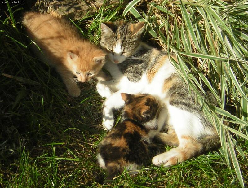 Foto: spokojen� rodinka