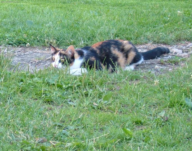 Foto: Terinka-lovec..