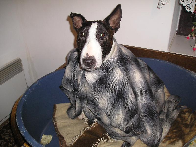 Foto: Jsem velk� frajerka-Bullterrierka v ko�ily