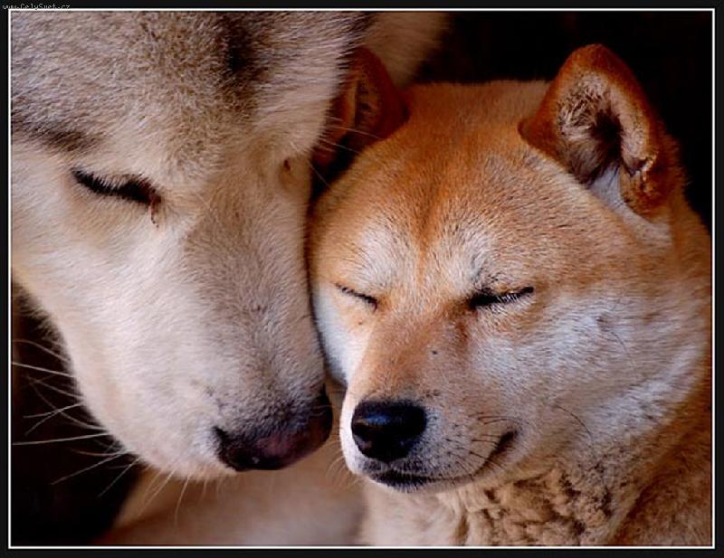 Foto: �eptej mi to pros�m, potichou�ku...-zleva malamut Ch.Big Foot Siwash Legend a shiba Ch.Fuji Siwash Legend