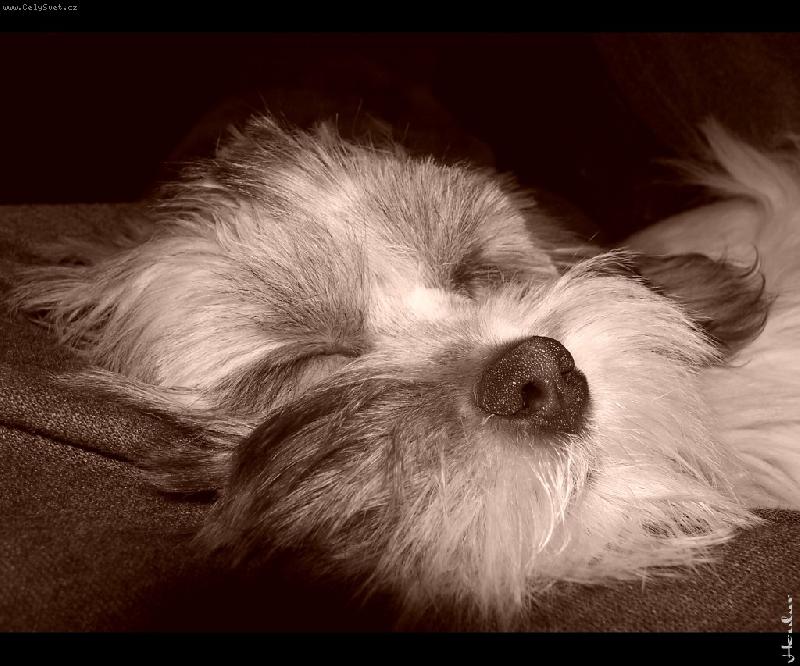 Foto: unaven�...-sp�c� Betka