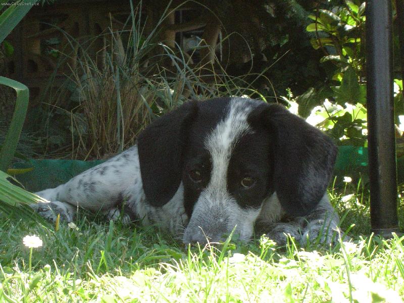 Foto: Dan�k-zase zlob�