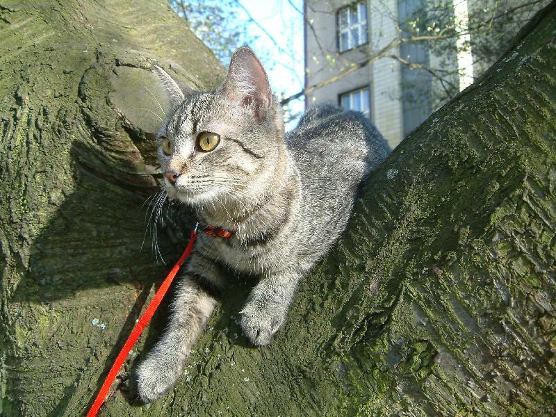 Foto: viki-viki na v�tvi :D