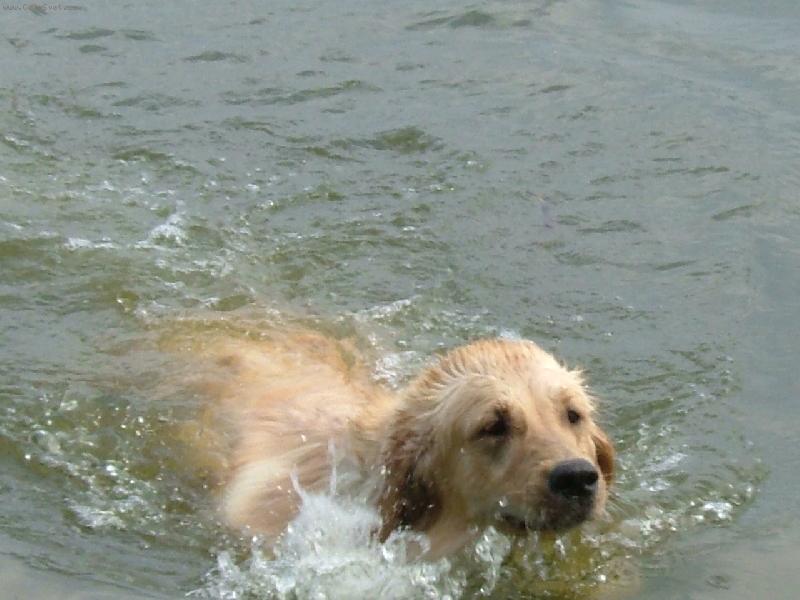 Foto: na�e Britu�ka-voda jako kafe