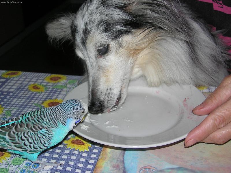 Foto: Ta �leha�ka je moje,jinak t� zobnu!-Na�e 17let� �eltie Zuzi a 9let� andul�k mlsaj�.