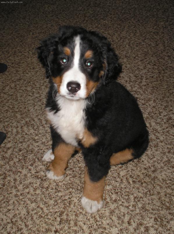 Foto: Aginka...-Aginka kouk� , jako �t�n�...