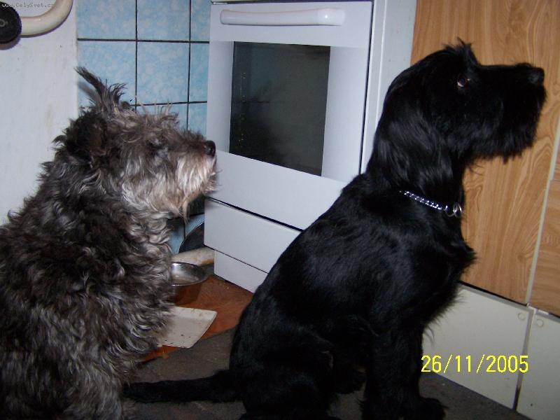 Foto: nenajedenci-pejskov� �ekaj�c� na krmi