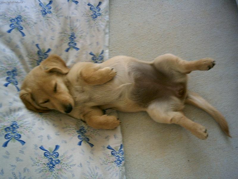 Foto: Monty-To je na�e fene�ka Montynka