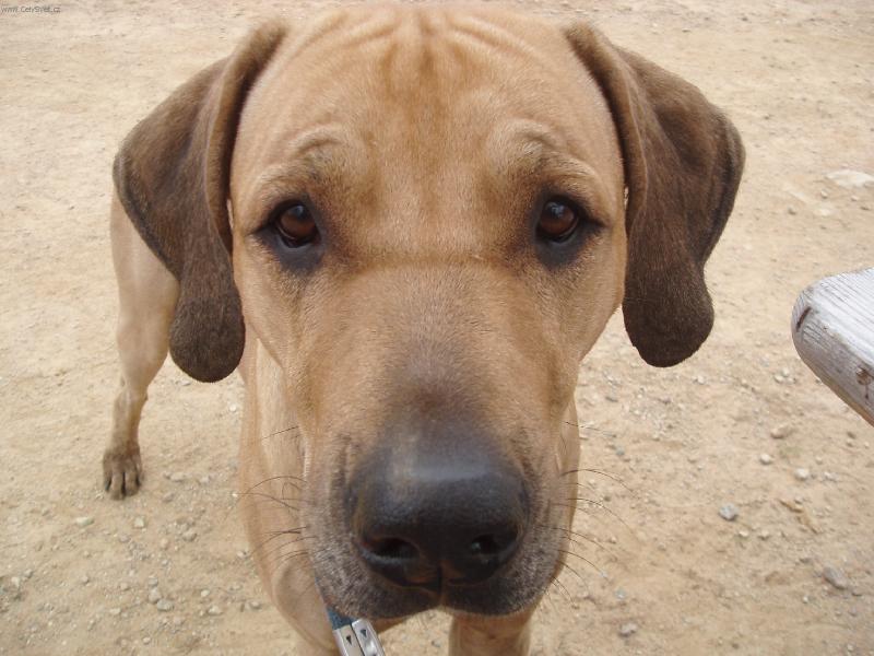 Foto: Stanley-Vy�erp�vaj�c� den na coursingu