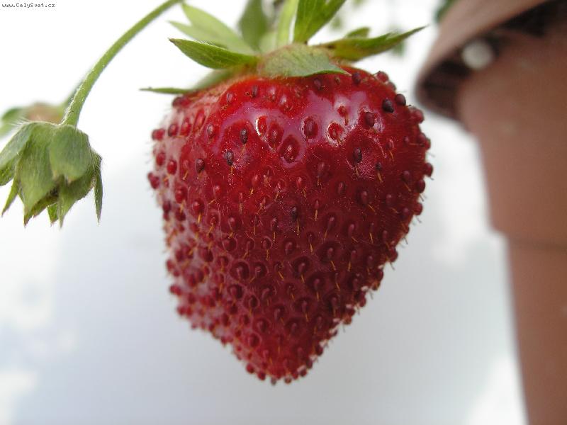 Foto: jahoda-jahoda k nakousnut�