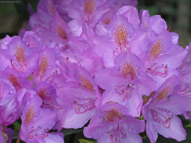 Foto: kv�t Rododendronu-detail kv�tu