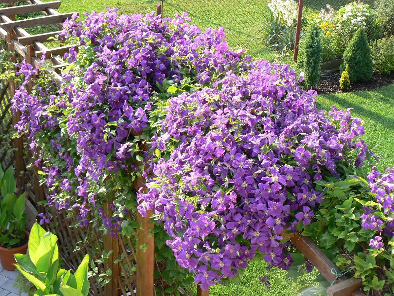 Foto: klematis-klematis v pln�m kv�tu