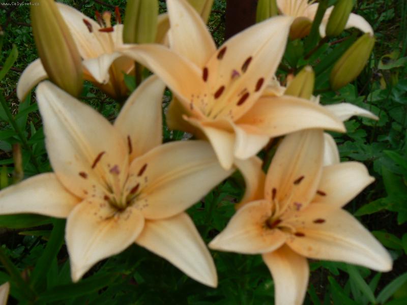 Foto: L�lie-L�lie