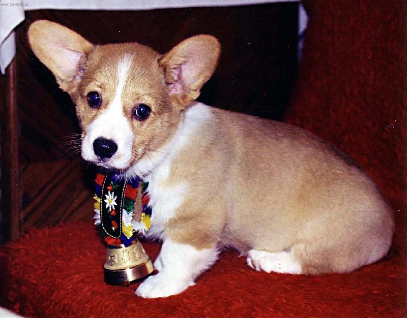 Foto: Sla�ou�k� Welsh corgi pembroke hol�i�ka-Tak nev�m jestli ten zvone�ek m�m m�t j� nebo ove�ky co budu p�st a� trochu povyrostu