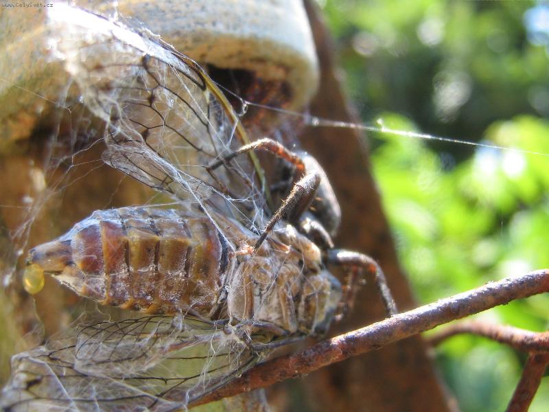 Foto: Ob�d pro pavou�ka