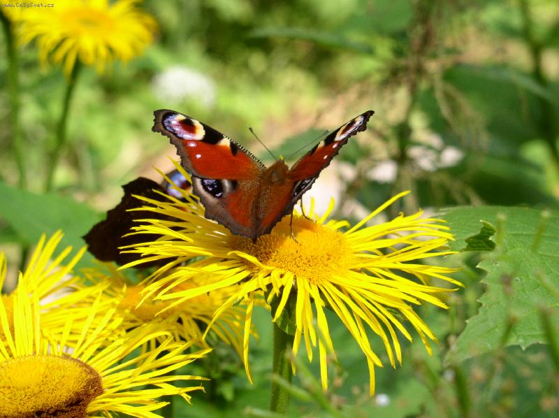 Foto: mot�l na koloto�n�ku