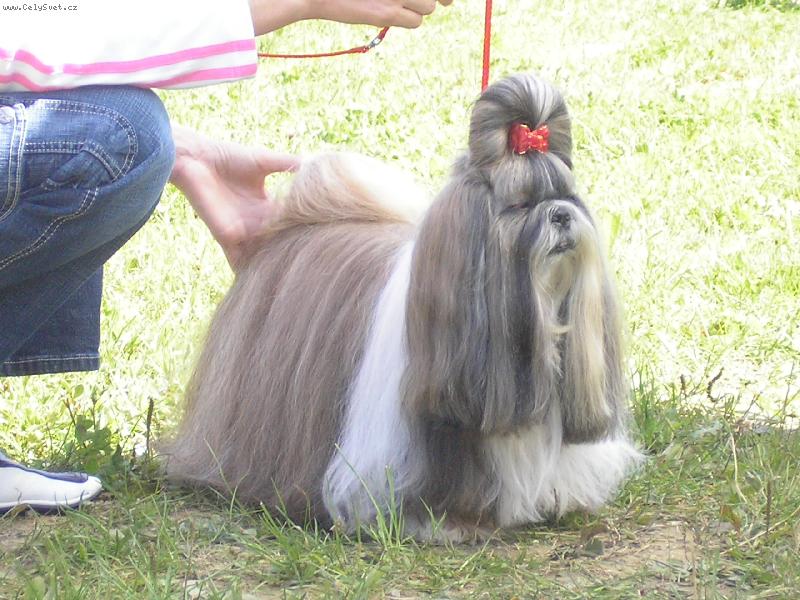 Foto: Moja l�ska CH.Jeron Atrei-Na v�stave