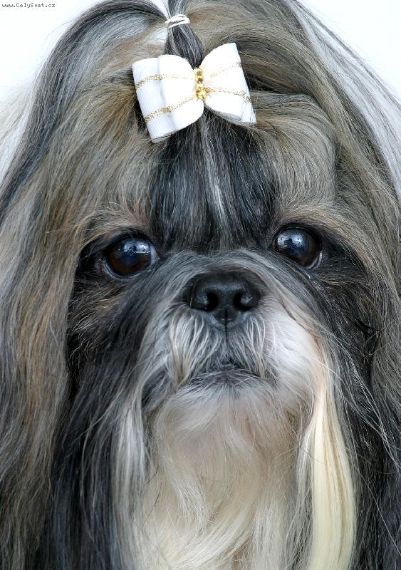 Foto: CH.Jeron Atrei-Vo fotoateli�ri