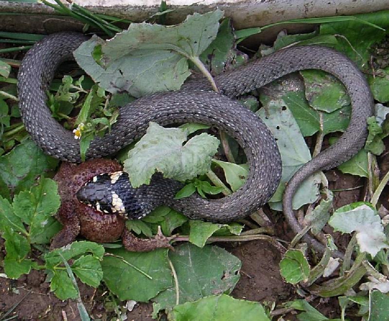 Foto: Hlad je hlad-I toto je p��roda