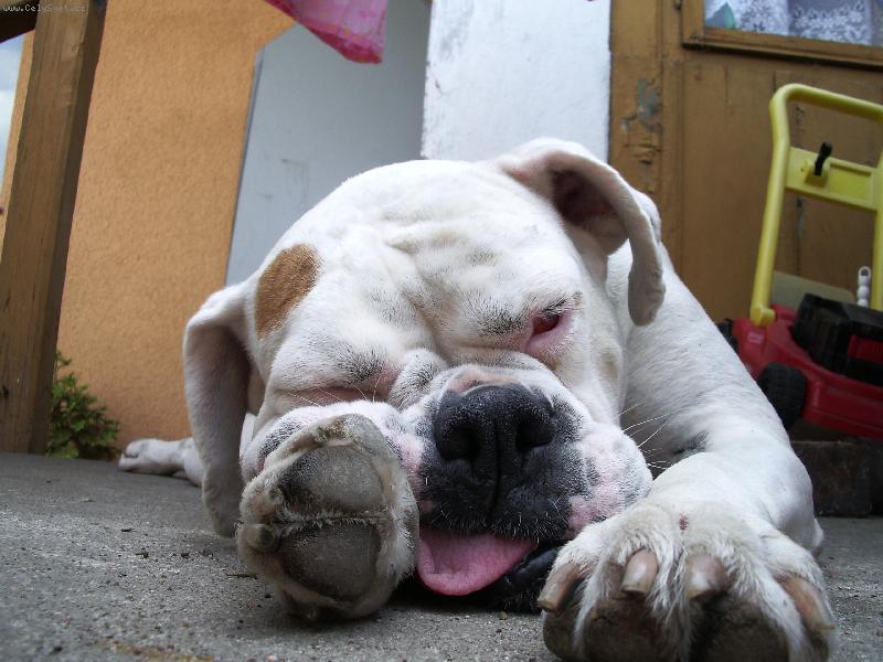 Foto: Dinu��in odpo�inek po ned�ln�m ob�d�