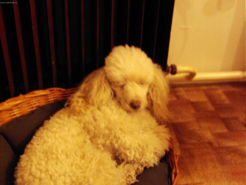 Foto: Spinkajc� Joe