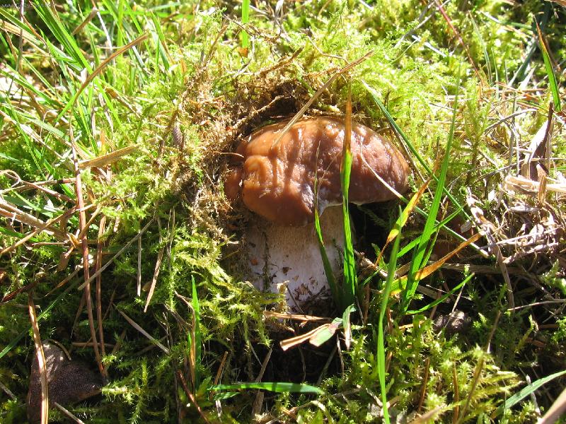 Foto: hra na schovku-houbi�ka v mechu