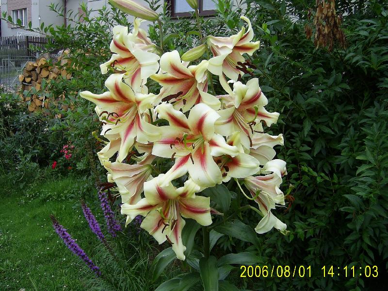 Foto: Obr-Obrovsk� lilie, n�dhern� von�c� a 150 cm vysok� n�m druh�m rokem vyrostla na zahr�dce.