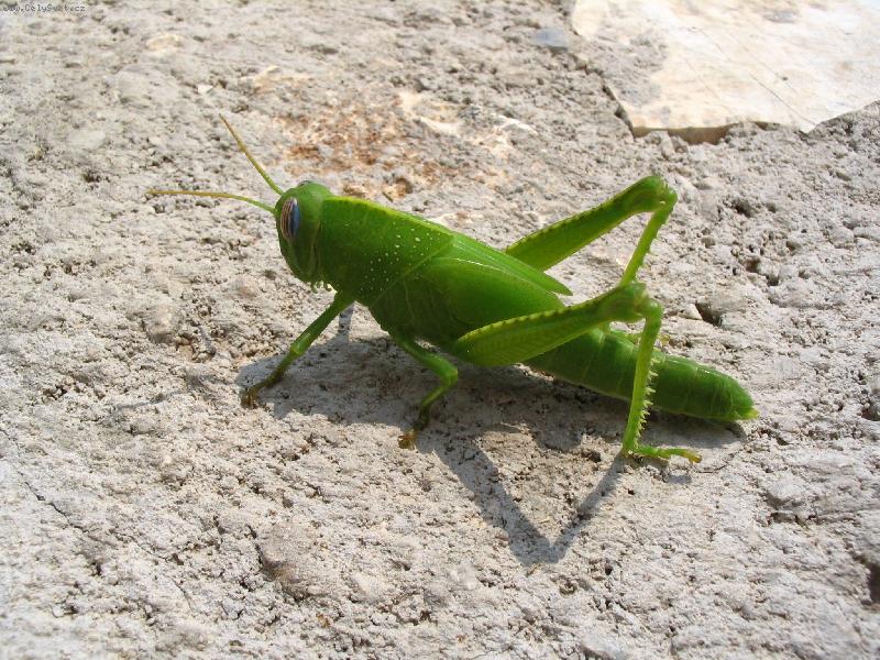 Foto: Kobylka z �ecka-jako pogumovan�