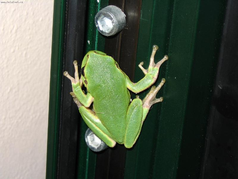 Foto: Rosni�ka v �ecku-na dve��ch