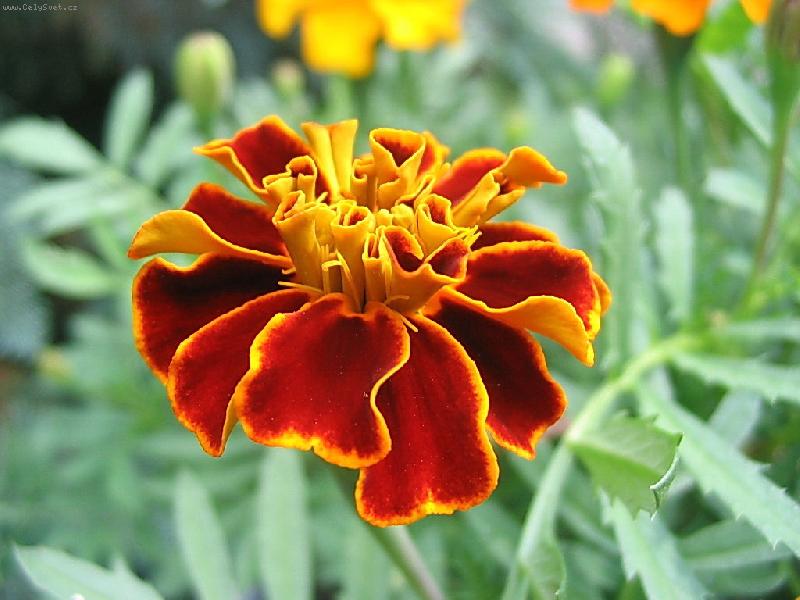 Foto: KR�SA AFRIK�N�-MOJE KYTKY