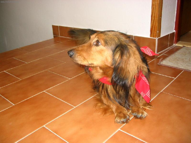 Foto: Tak jdeme na tu proch�zku ?-nejzlobiv�j��  jezevec..