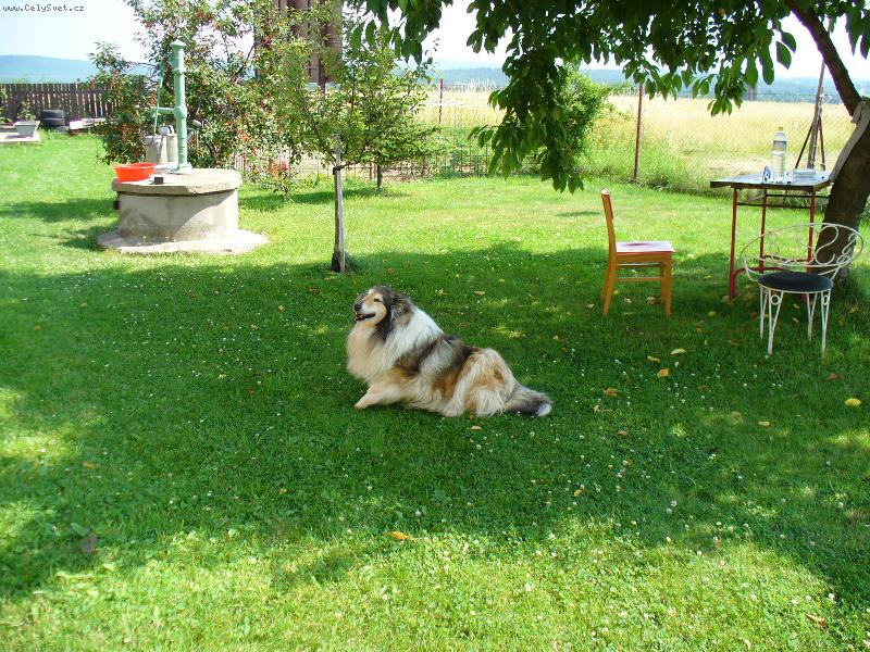 Foto: na�e zlat��ko-To je na�e Ast�nka, je to dobr�kt�lem i du��