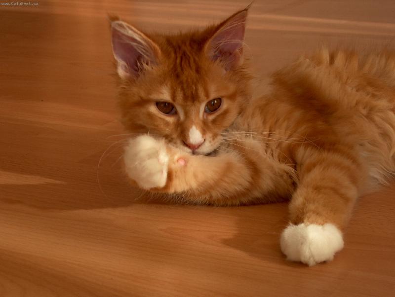 Foto: Kocourek Franti�ek