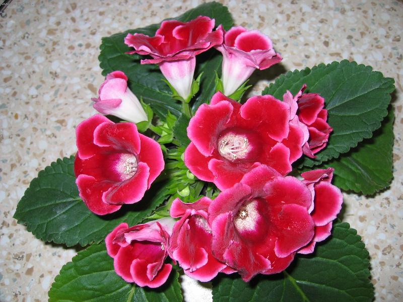 Foto: Sametov� r��ov� pot�en�-Kyti�ka pro radost, kterou jsem z�skala darem.