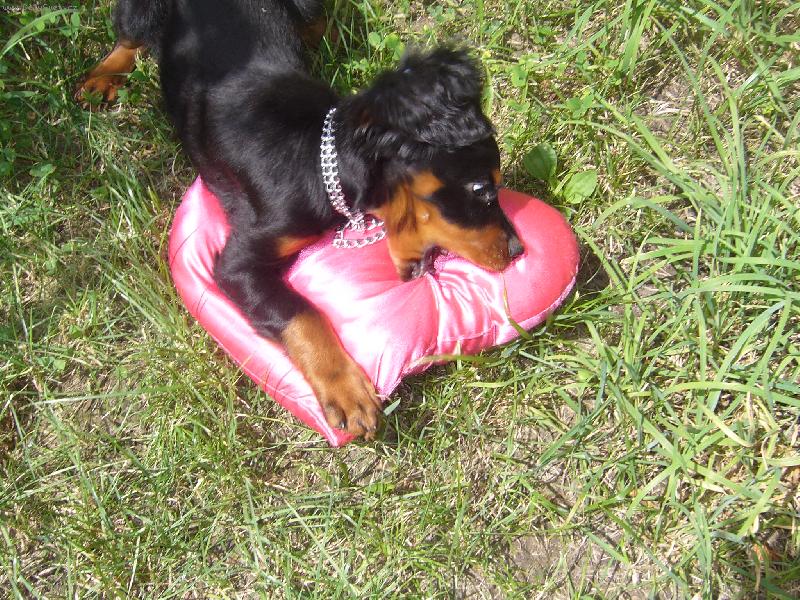 Foto: Gordonset�� l�ska...-Tohle je na�e Gordon� setrin� kter� je velmi romatnick� a v�e samou l�skou �ere!