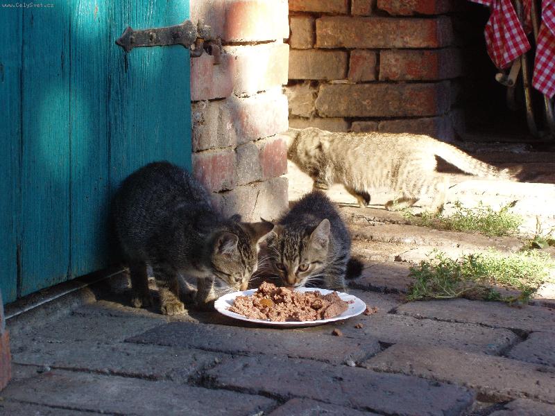 Foto: KO��TKA  VE�E��-VE�E�E