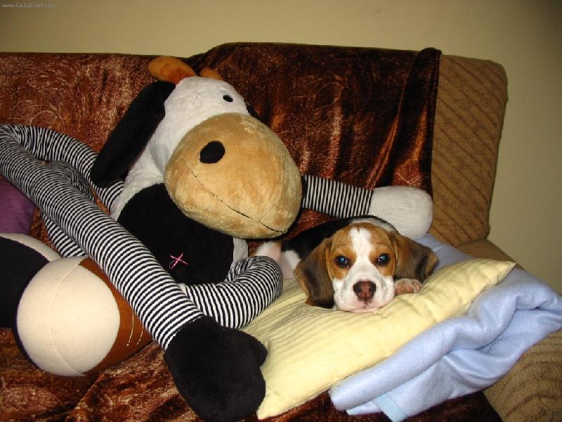 Foto: Sandra-Nerozlu�n� p��tel� :-)