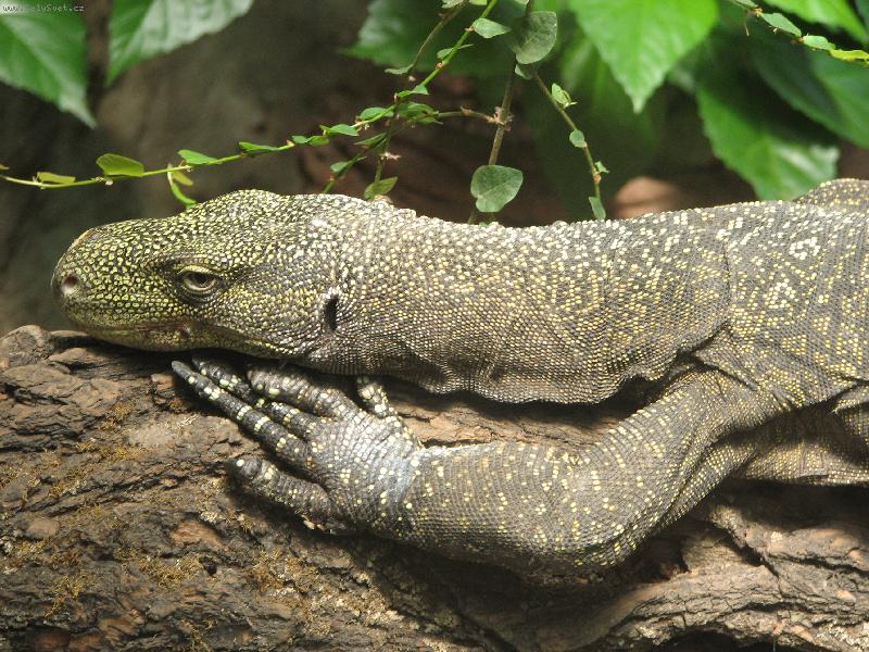 Foto: Varan-Varan