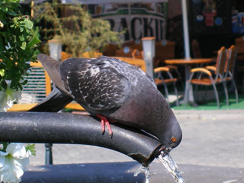 Foto: HUR�� VODA !-I HOLUB M� ��ZE�