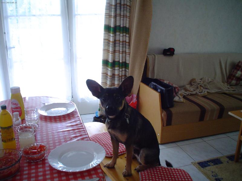 Foto: Bob�k �ek� na ob�d-Bob�kova prvn� dovolen�