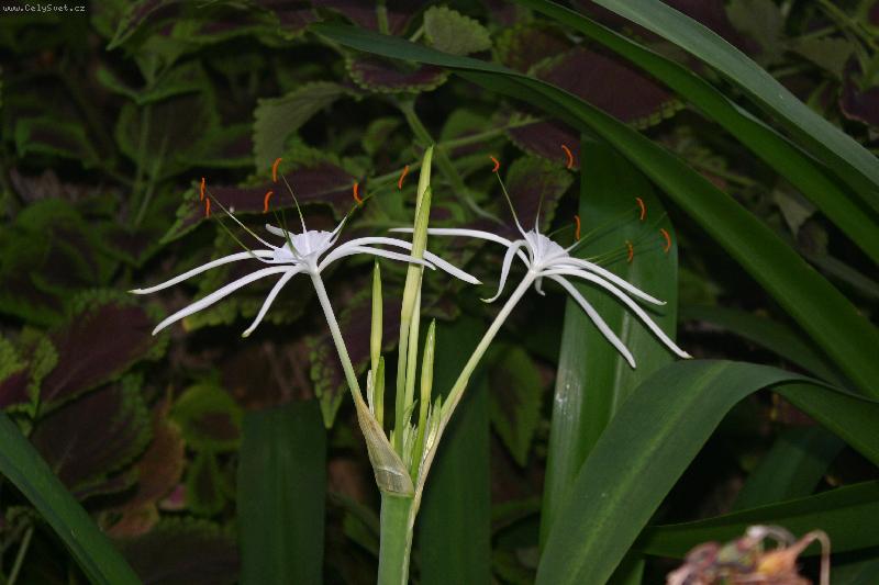 Foto: K��n I.-K��n