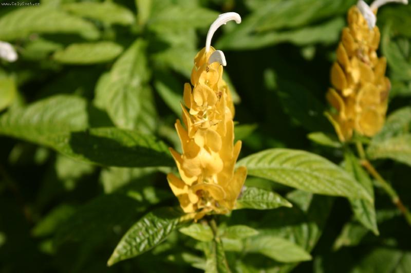 Foto: Tlustoklasec II.-Tlustoklasec