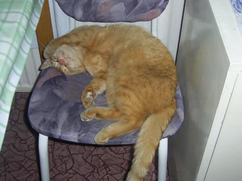 Foto: Mike�-Ka�dodenn� siesta po j�dle