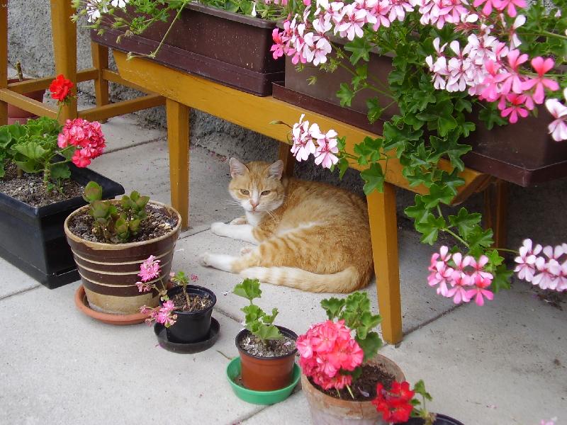 Foto: Tady se schov�v� na�e ko�i�ka p�ed sluncem