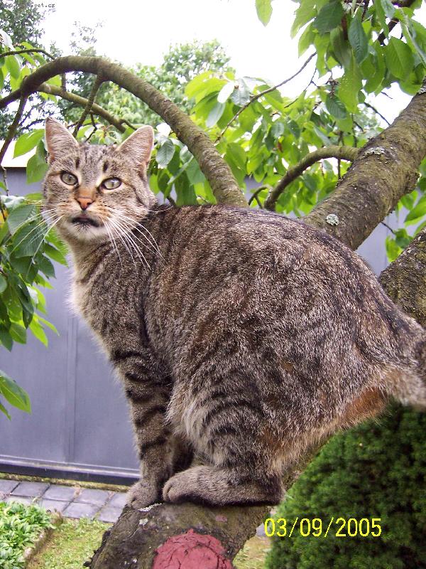 Foto: Ko�i�ka na t�e�ni