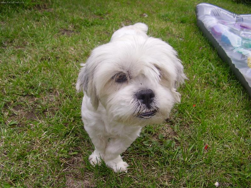 Foto: Lhasa apso-N� mazl�k Jedinka