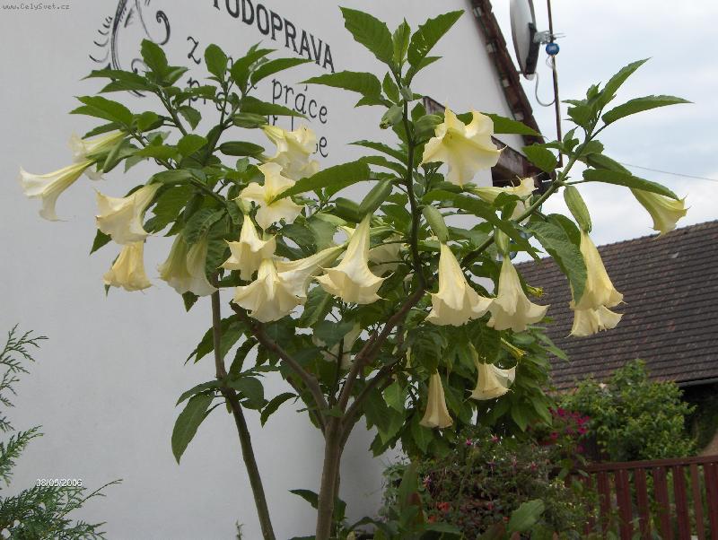 Foto: Datura-�koda, �e nec�t�te i tu v�ni!